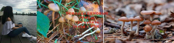 ПСИЛОЦИБИНОВЫЕ ГРИБЫ Алзамай